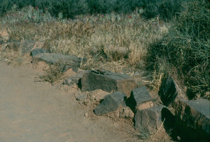 1wtvHzMaS9e1GJE467ebaQ_thumb_5636