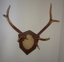 4X4 Bull Elk antlers