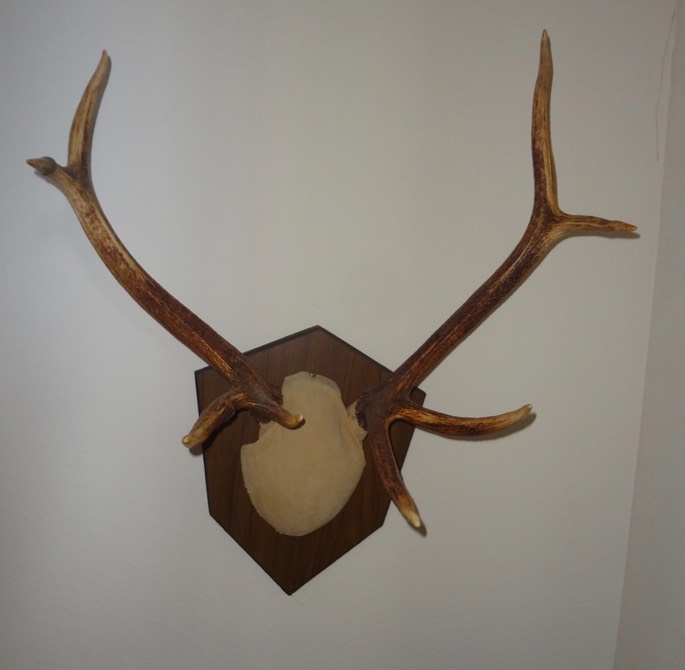 4X4 Bull Elk antlers