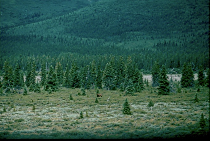AlaskaD01