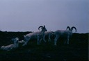 AlaskaV01