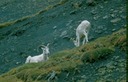 AlaskaX03