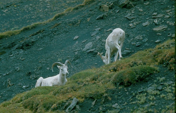 AlaskaX03