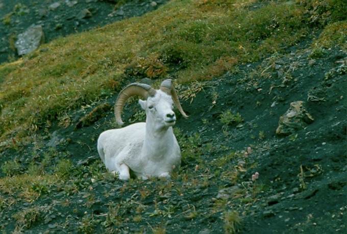 AlaskaY01