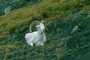 AlaskaY01