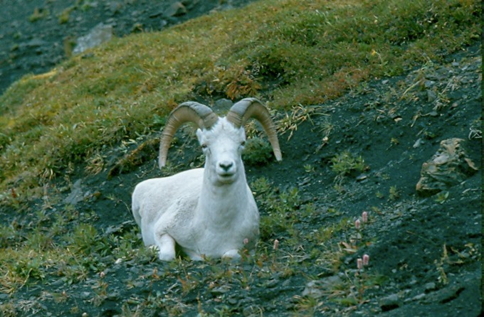 AlaskaY03