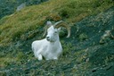 AlaskaZ01