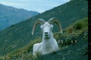 AlaskaZa02