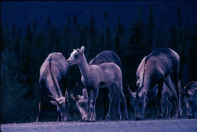 AlCanHwy_BC_O01