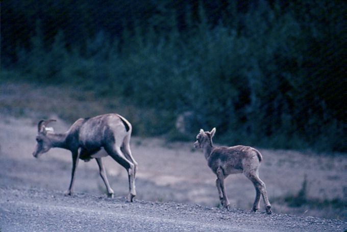 AlCanHwy_BC_O02