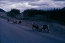 AlCanHwy_BC_O03