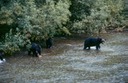 BearsA02
