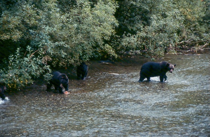 BearsA02