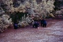 BearsA03