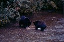 BearsA
