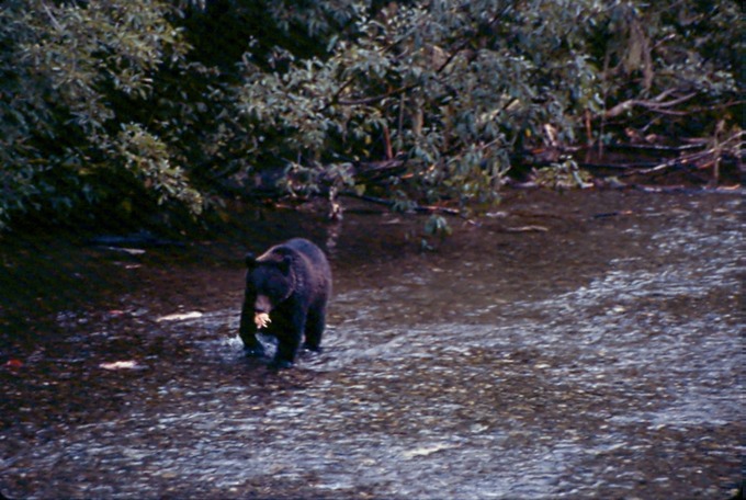 BearsB