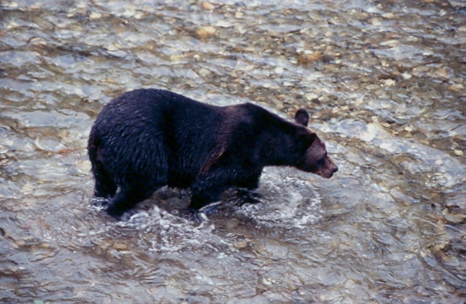 BearsC01