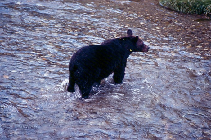BearsC02