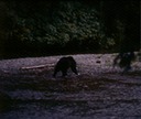 BearsC03