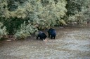 BearsC