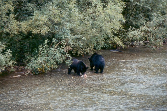 BearsC