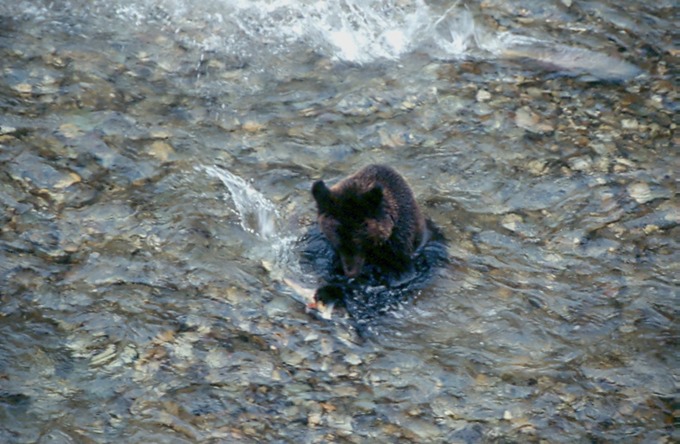BearsD