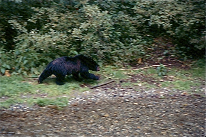 BearsE01