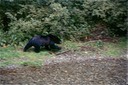 BearsE01