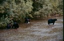 BearsE02