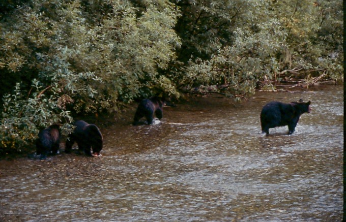 BearsE02