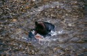 BearsE03