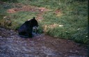 BearsF