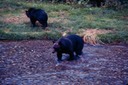 BearsG01