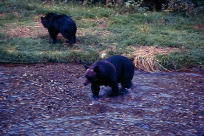 BearsG01