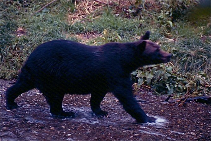 BearsG02