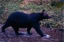 BearsG02