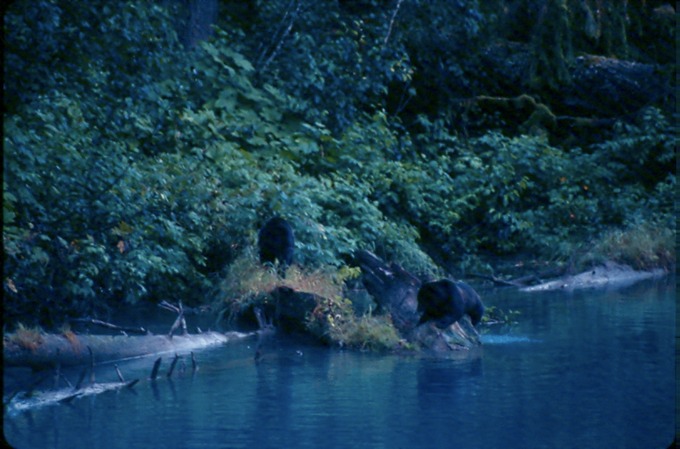 BearsJ01