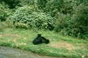 BearsK01
