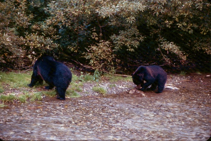 BearsK