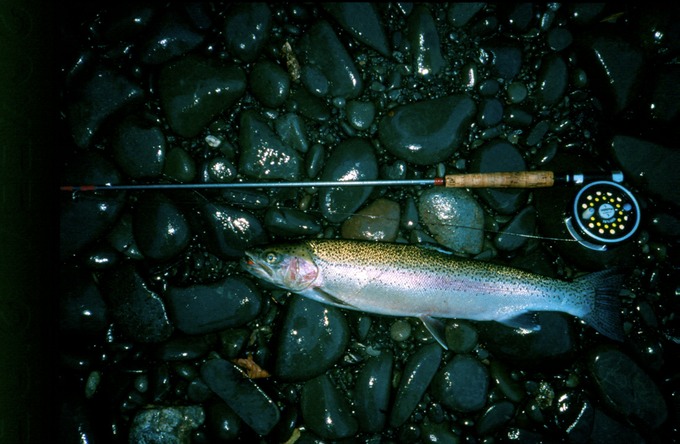 BogyFishSSH26