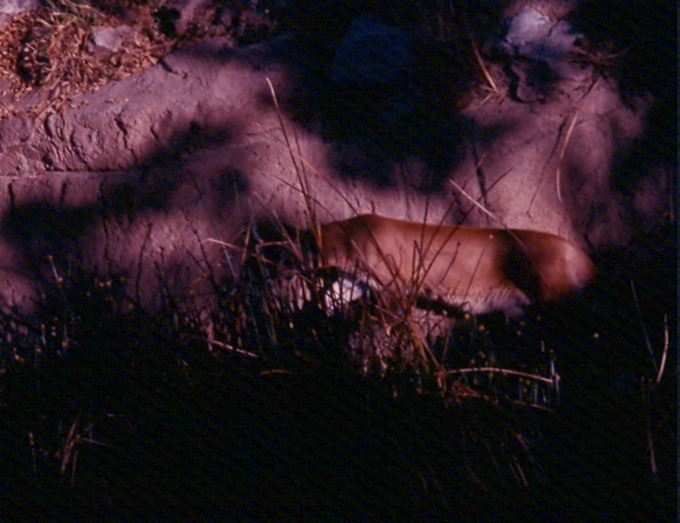 CougarA0101