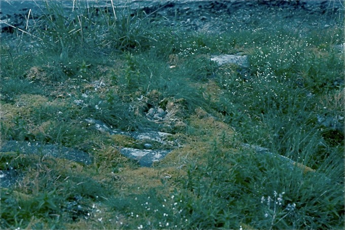 GlacierBayY01