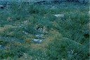 GlacierBayY01