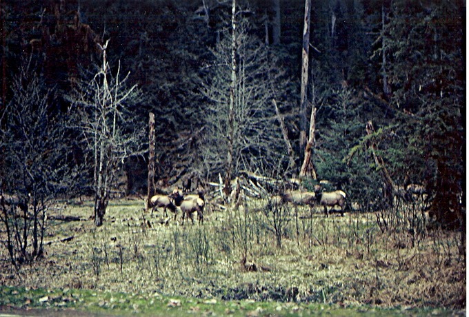 HohElkB9