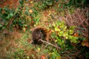 Hunting_14_Aa-1