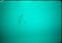 NewZealand_1989_Ak-2