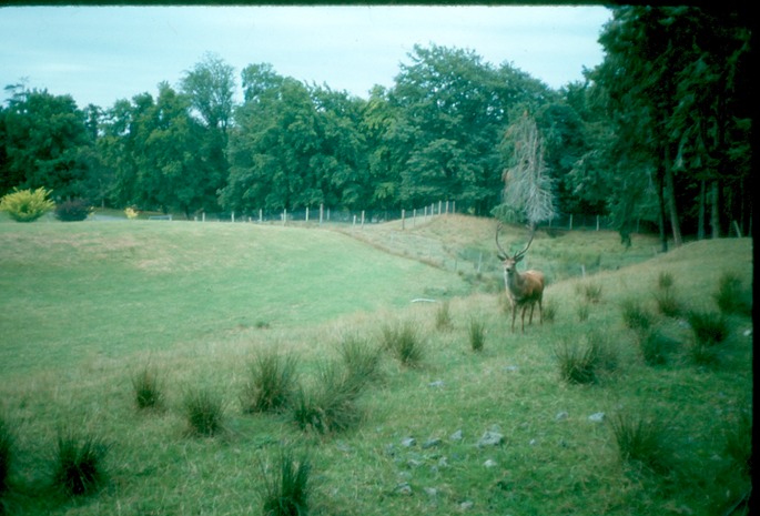NewZealand_1989_Am