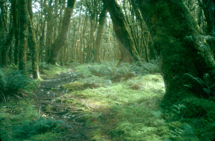 NewZealand_1989_Bc-2