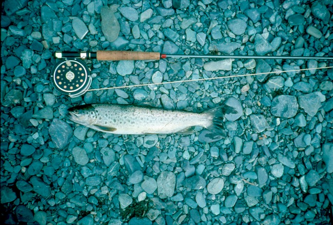 NewZealand_1989_Bd-1