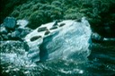 NewZealand_1989_Bfa-2